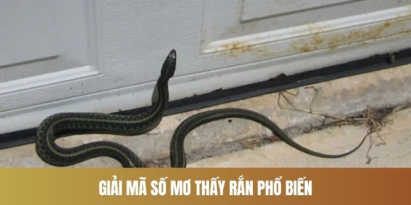 Giải mã số mơ thấy rắn phổ biến
