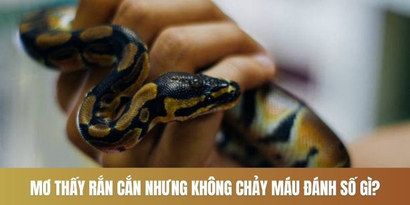 Mơ thấy rắn cắn nhưng không chảy máu đánh số gì?