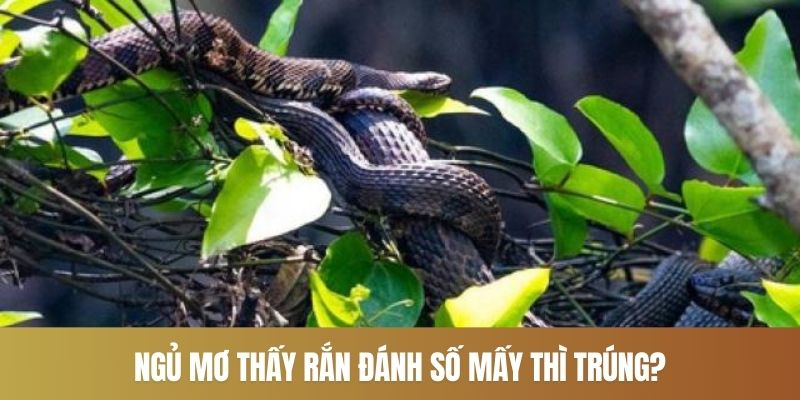 Ngủ mơ thấy rắn đánh số mấy thì trúng?