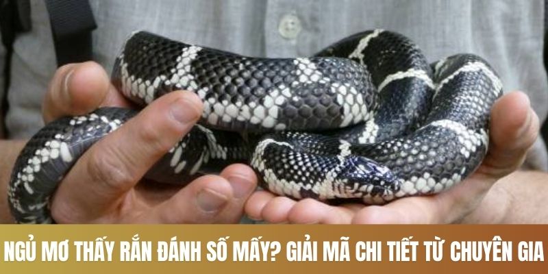 Ngủ Mơ Thấy Rắn Đánh Số Mấy? Giải Mã Chi Tiết Từ Chuyên Gia