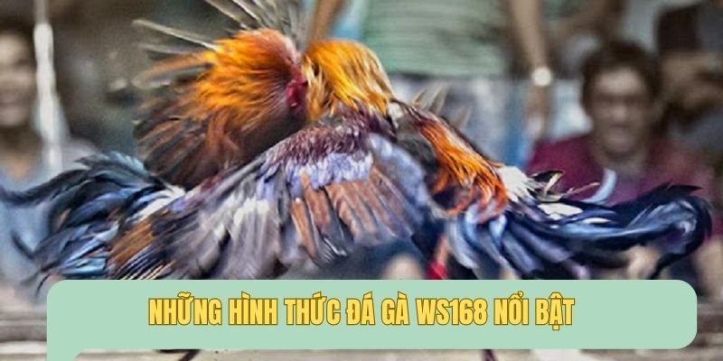 Các hình thức đá gà độc đáo, sôi động nhất