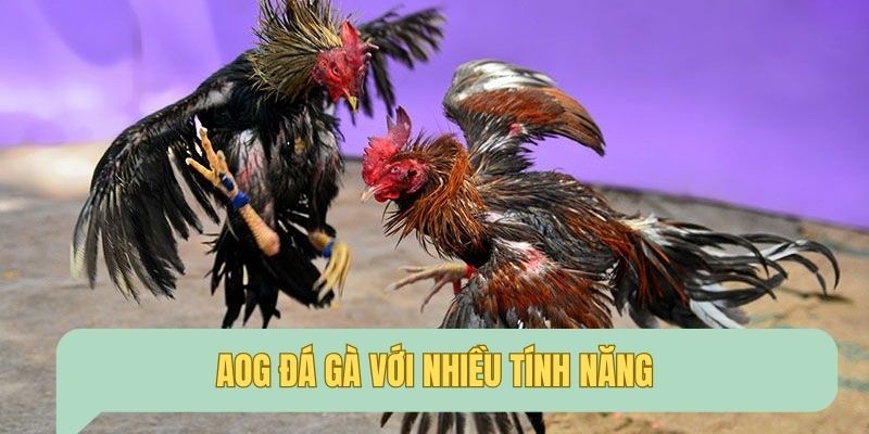Những tính năng nổi bật của sảnh đá gà mang tới