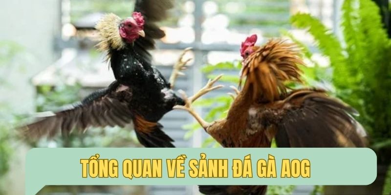 Tổng quan về sảnh đá gà AOG