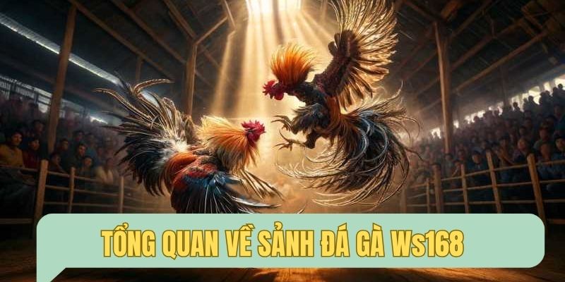 Giới thiệu chung về sảnh đá gà trực tuyến lôi cuốn